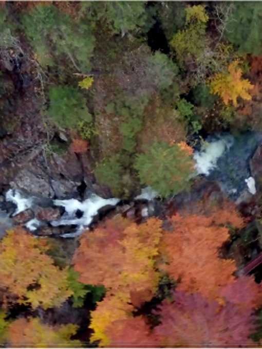 Gemeinsam für den Schutzwald in Österreich